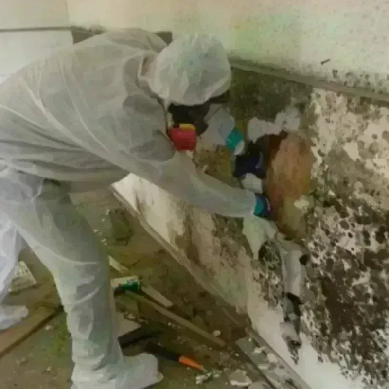 Mold Remediation and Removal in Stonewall, MS